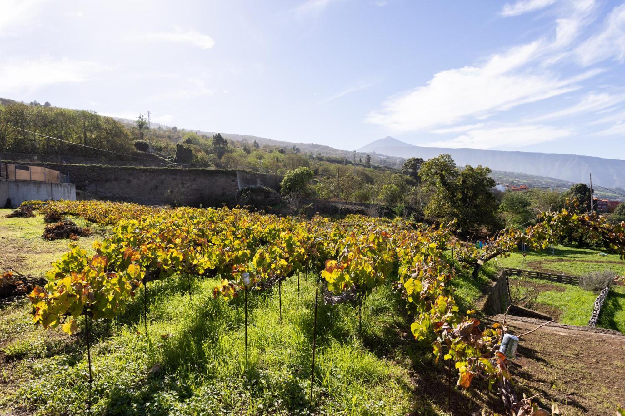 Ek Las Vistas Finca El Milagro La Orotava Exteriör bild